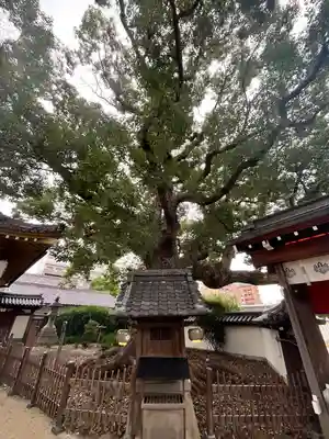 大聖観音寺（あびこ観音）(大阪府)