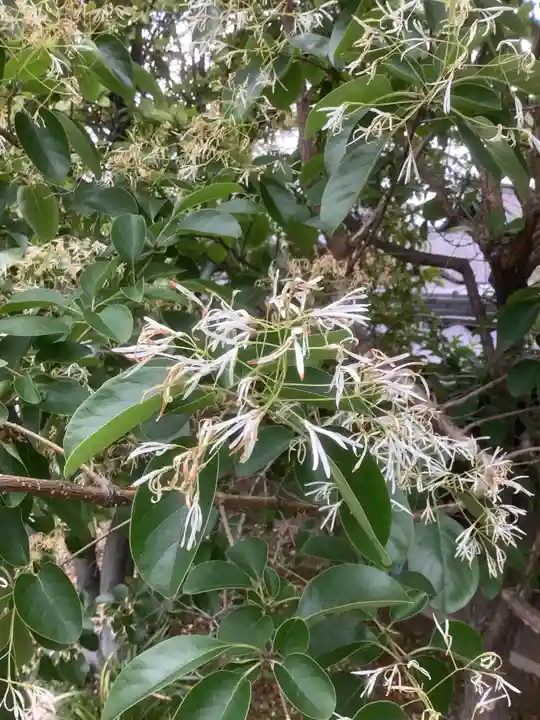 玉林寺(小牧観音)の自然