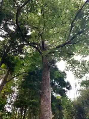 天御中主神社の自然