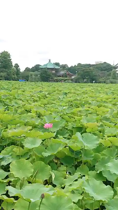 寛永寺不忍池弁天堂(東京都)