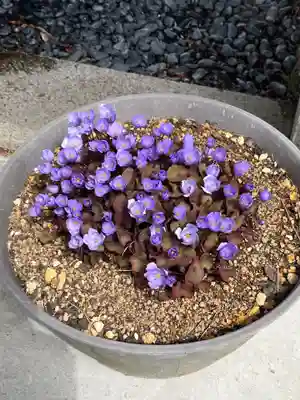 高司神社〜むすびの神の鎮まる社〜(福島県)