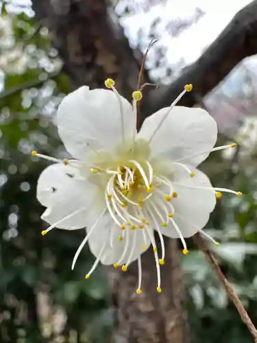 芝東照宮の自然