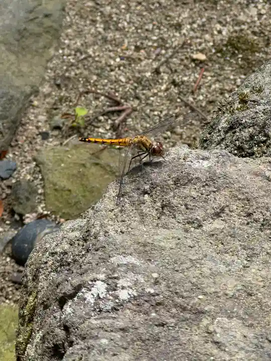 大鏑神社の御朱印