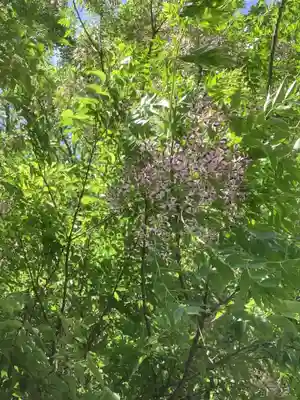 月之宮社の自然