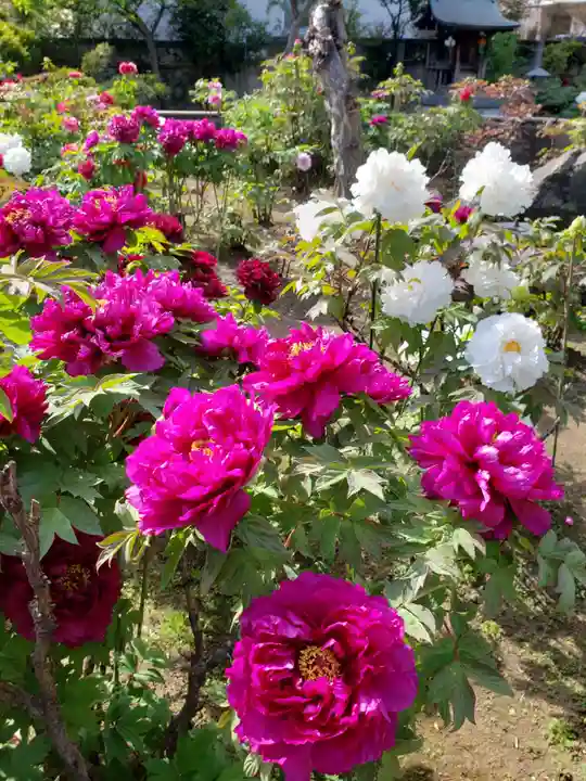 禅定院(東京都)