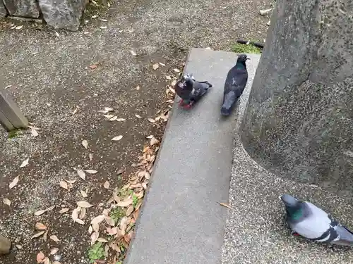平塚八幡宮(神奈川県)
