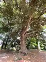 百草八幡神社の自然