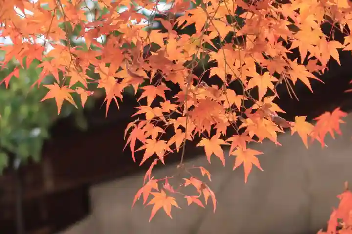 今宮神社の自然
