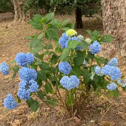 嚴島神社 (京都御苑)の自然
