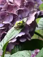 伏木香取神社の動物