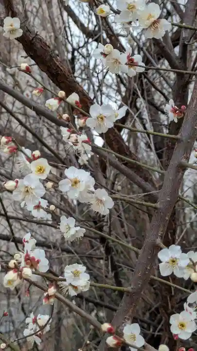 蓮花寺(大阪府)