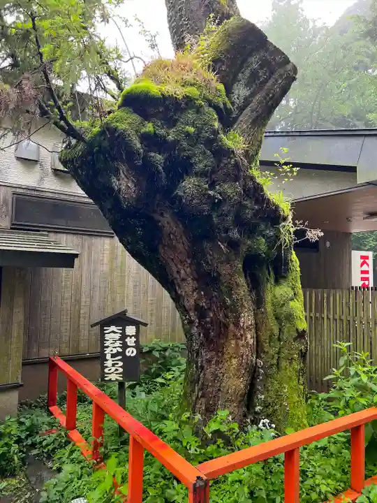 箱根神社(神奈川県)