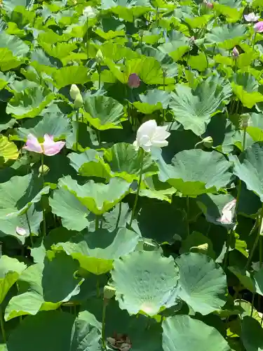 旗上弁財天社の自然