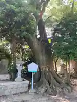 指出森神社(大阪府)