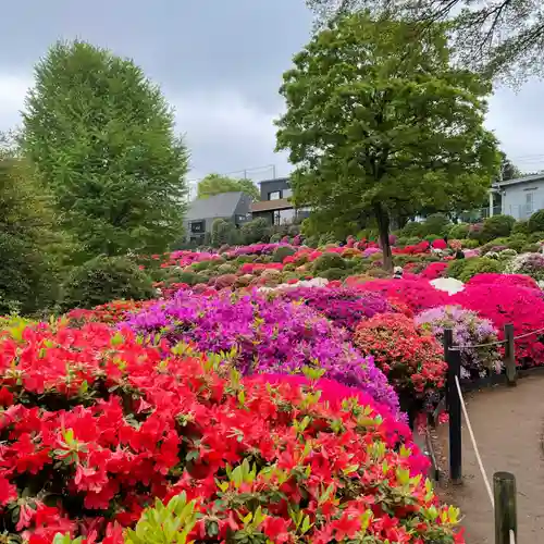 根津神社の自然