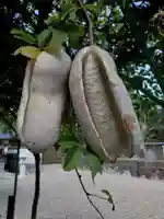 沙沙貴神社の自然