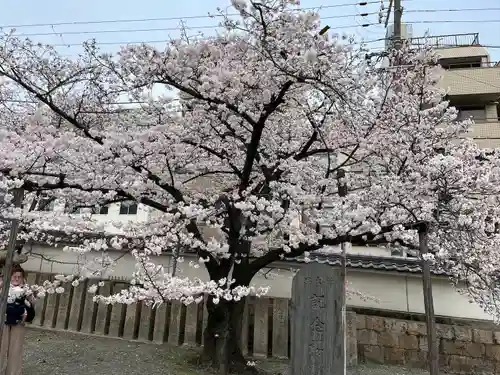 四天王寺庚申堂の自然