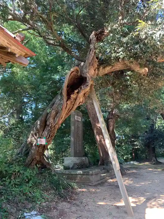 豊玉姫神社(千葉県)