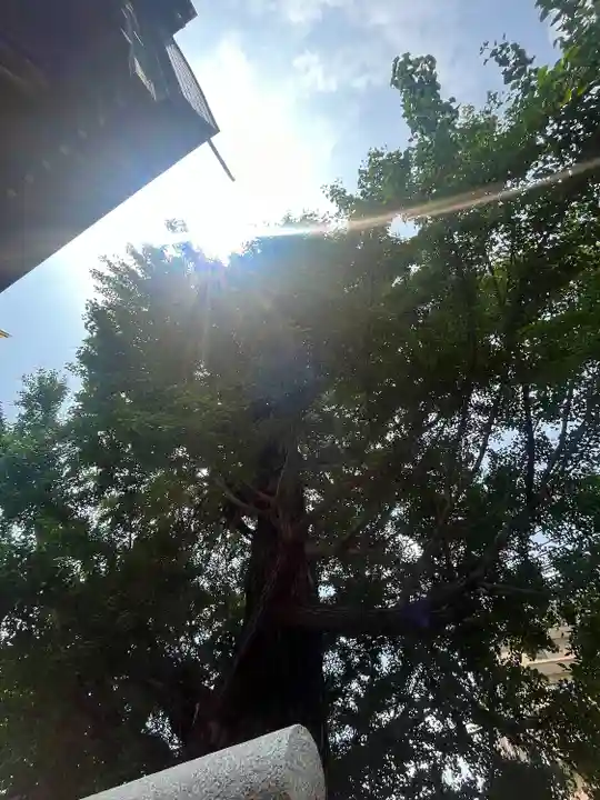 朝日氷川神社(埼玉県)