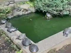 江島神社の動物