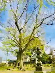 千勝神社の自然