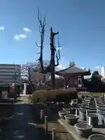 円乗院(東京都)