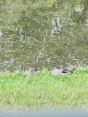 菊田神社の動物