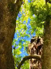 神崎神社の自然