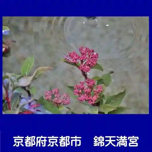 錦天満宮(京都府)