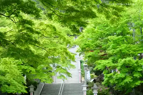 大山阿夫利神社の自然
