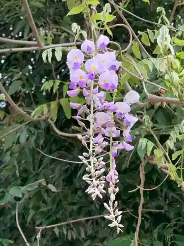 森・深江・青木 総氏神　稲荷神社の自然