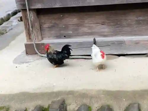 大崎八幡宮の動物