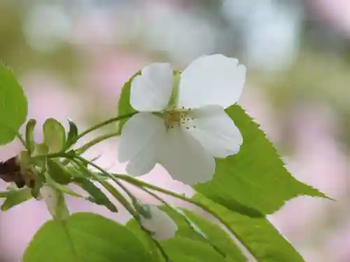 近江神宮の自然