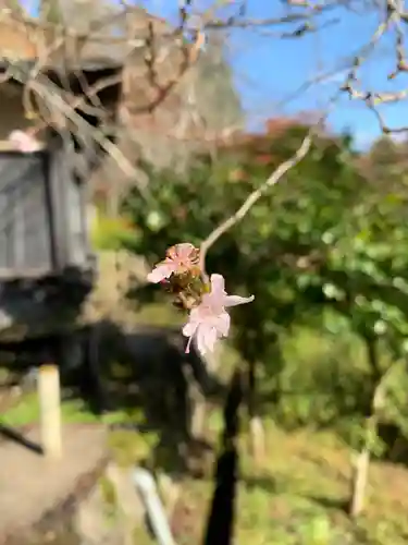 岡太神社の自然