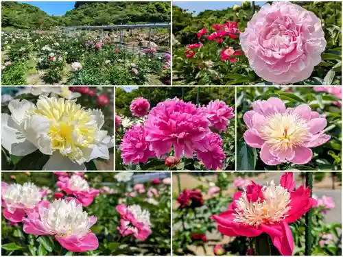 金蛇水神社(宮城県)