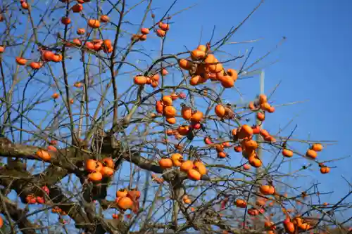 石上神宮(奈良県)