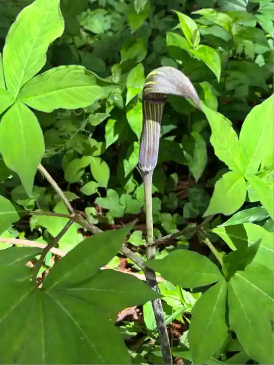 岩戸別神社(栃木県)