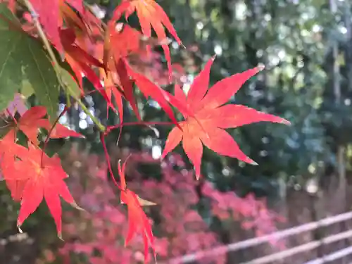 祇王寺(京都府)