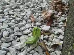 屋久島大社の動物