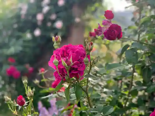 曽我浅間神社の自然