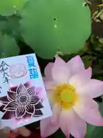 白山神社の御朱印