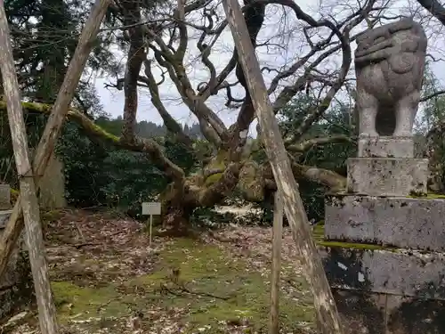 五権寺五社神社の狛犬