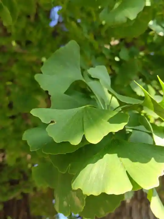 厚別神社(北海道)