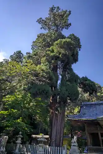 伊富岐神社の自然