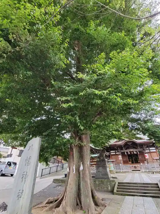 滝野川八幡神社の自然