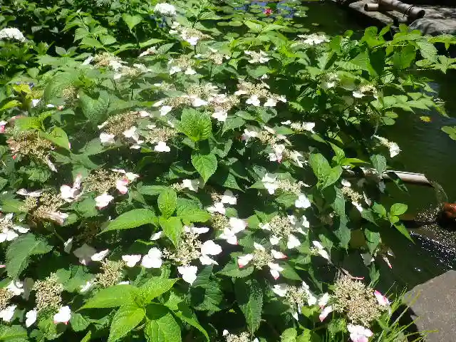 葛原岡神社の自然