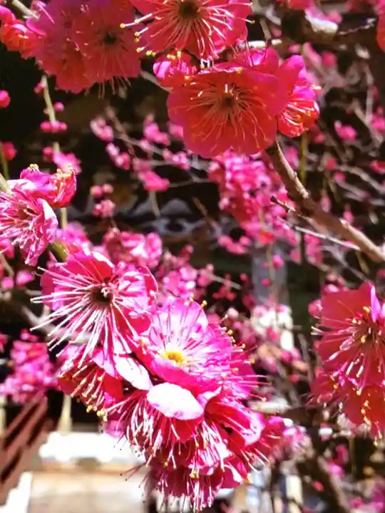 諏訪神社(東京都)