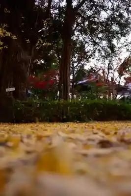 増上寺(東京都)