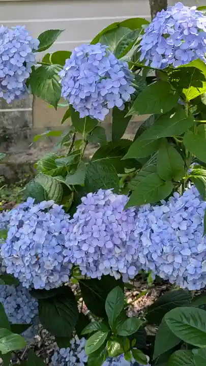 本法寺(京都府)