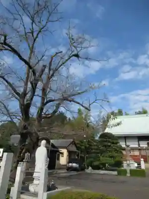 真光寺(千葉県)